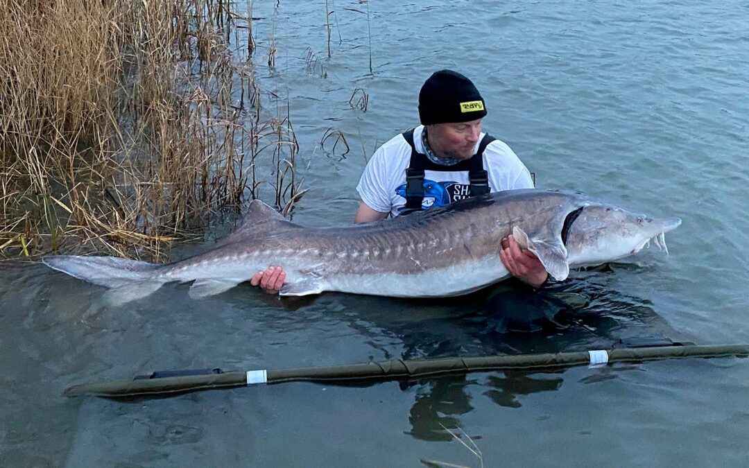 Jörgen Lindell med sin flotte 51 kilos beluga fra Simons.