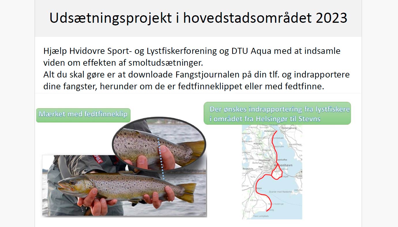 Havørred-København og DTU Aqua inviterer til info-aften om havørredudsætninger ved Københavns Området.