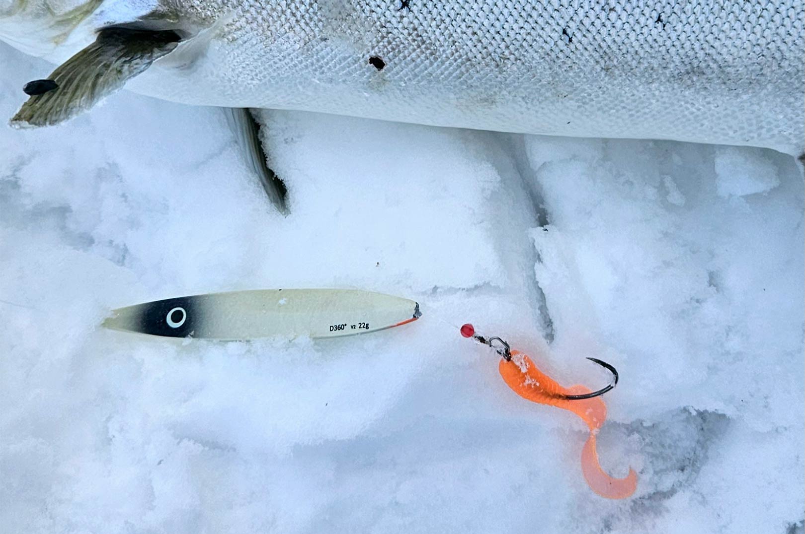 Kenny har fanget masser af flotte fisk med dette lille tick - en curlytail i pangfarve på krogen. Det spiller bare!
