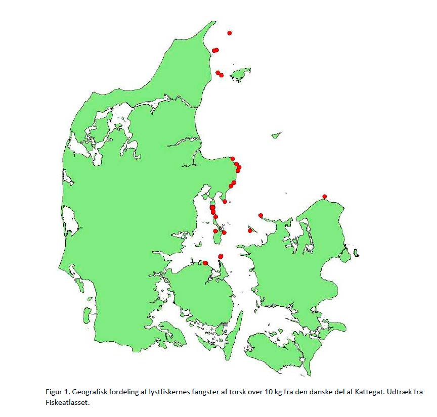 Geografisk fordeling af lystfiskernes fangster af torsk over 10 kg fra den danske del af Kattegat. Udtræk fra Fiskeatlasset.