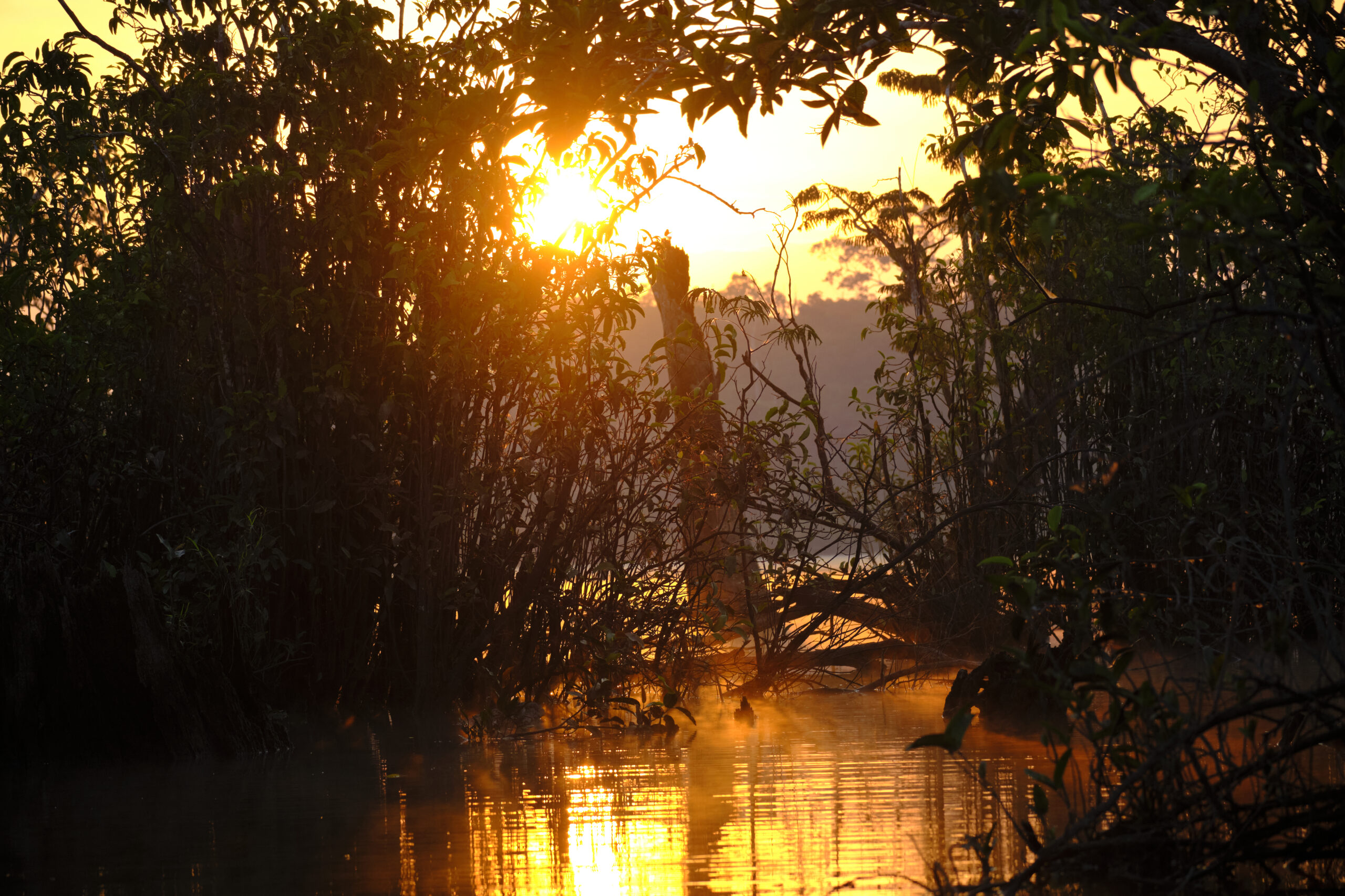 Solnedgang i junglen