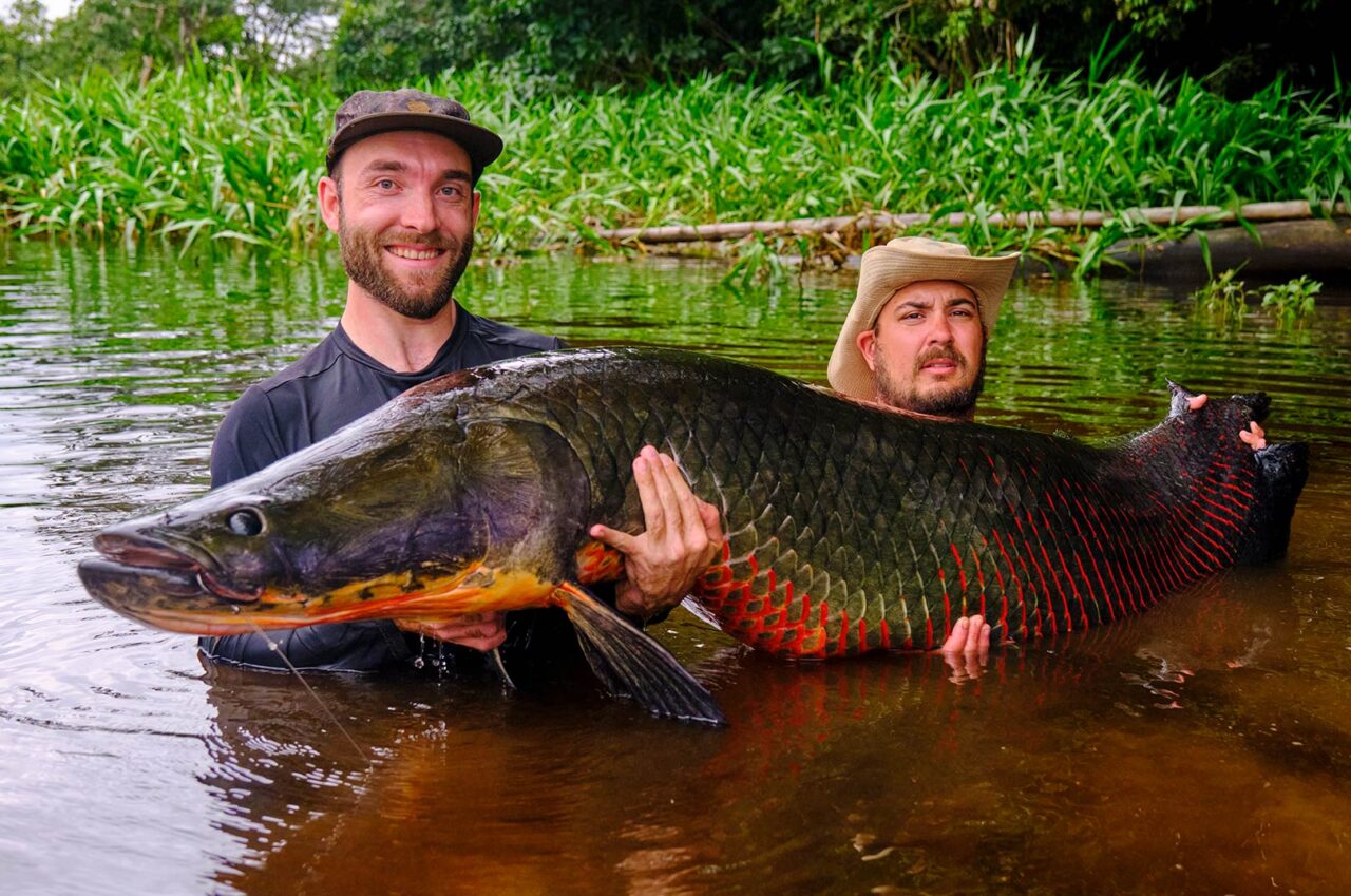 ARAPAIMA`ER I UNDTAGELSESTILSTAND - Fisk & Fri