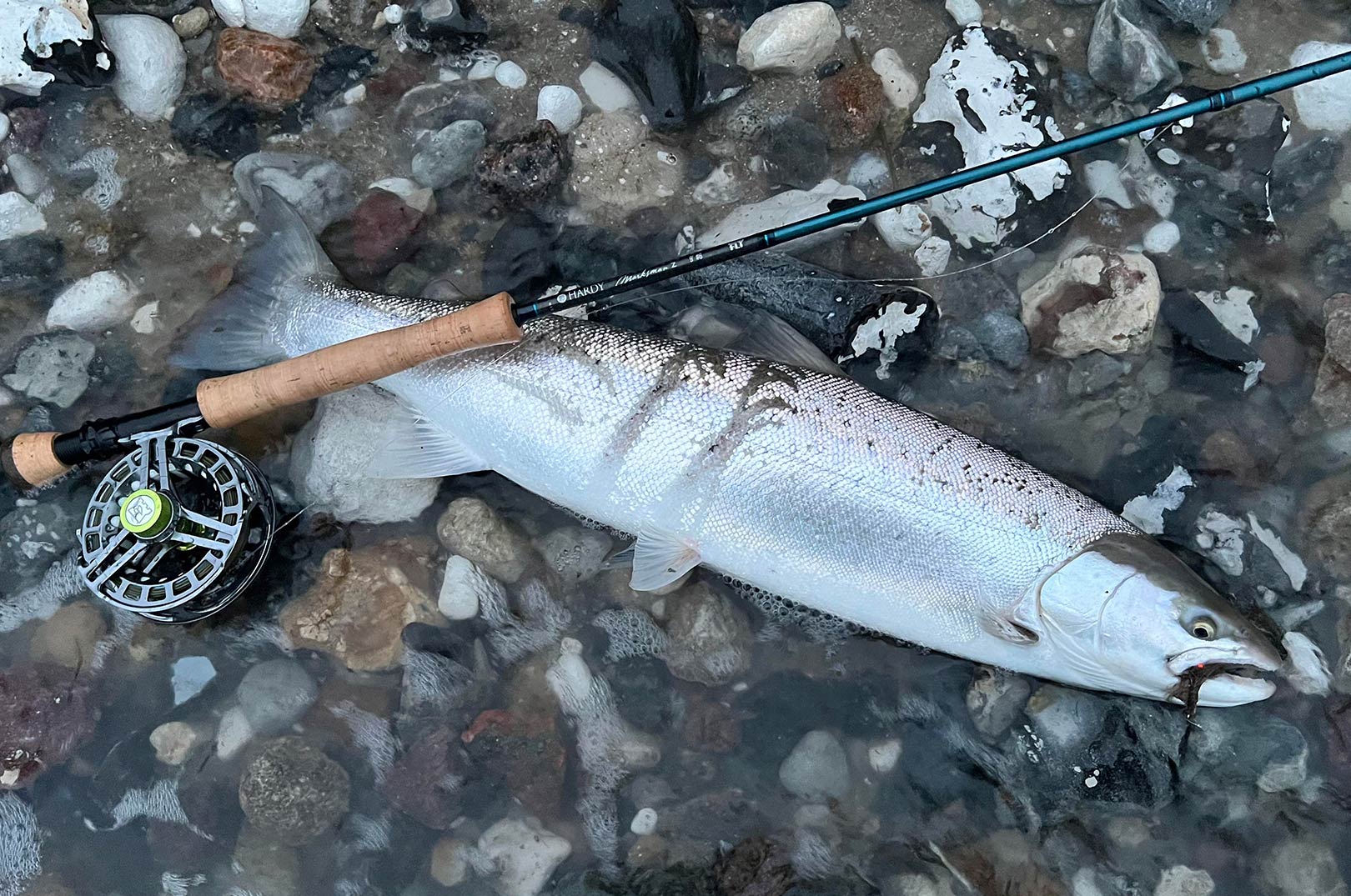 Morten Jensen med en af dagens superflotte blankfisk taget på fluestangen.