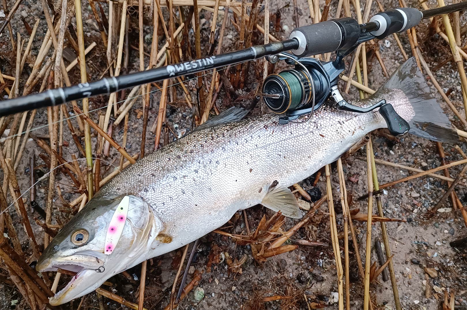 Det var denne smukke havørred, der huggede på Nicolaj Kaas´s nye UL-stang.