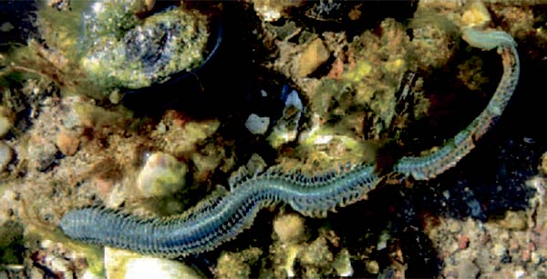 Børsteorme lever det meste aftiden beskyttet i et hul i havbunden. Men om foråret under gydningen sværmer de i overfladen eller langs bunden, og er der et vigtigt byttedyr for blandt andet havørreden.