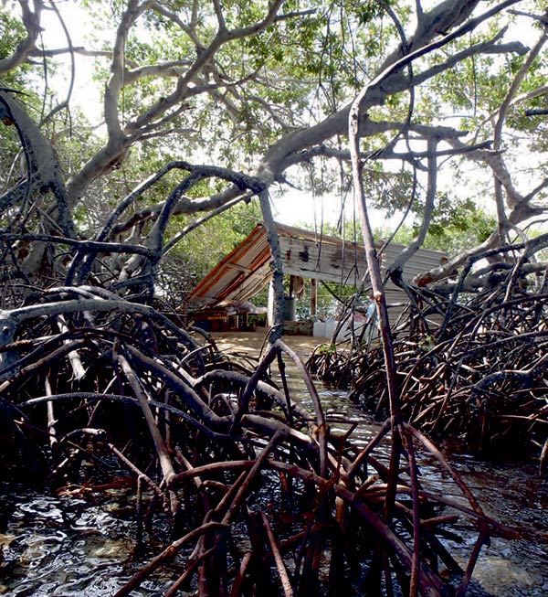 Et lille beboet skur på en af demange pancakes, der er godt skjult af mangroven.