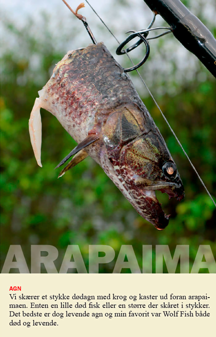 Store cirkelkroge er et godt valg, når der flådfiskes efter arapaima.