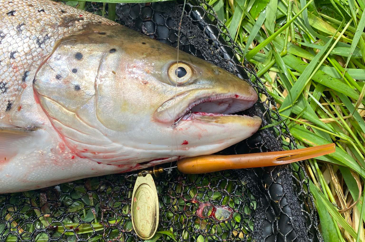 Peders flotte fiks huggede på en FC Spinner fisket med helikopter-rig og en str 10 krog, der giver højere landingsrate og mindre skade på fisken.