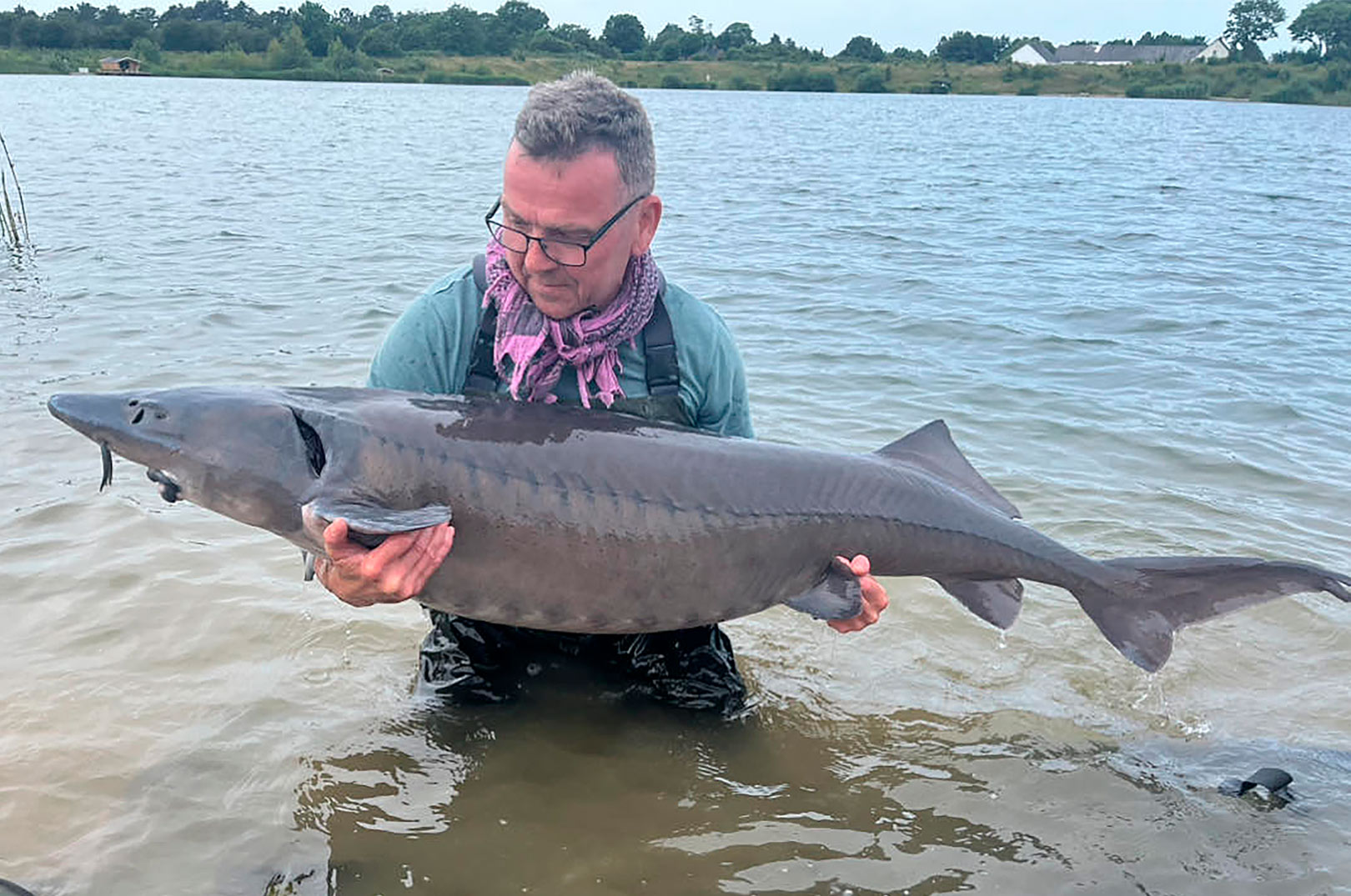 40 KILOS GRÆNSEN BRUDT PÅ SIBIRISK STØR I DANMARK - Fisk & Fri