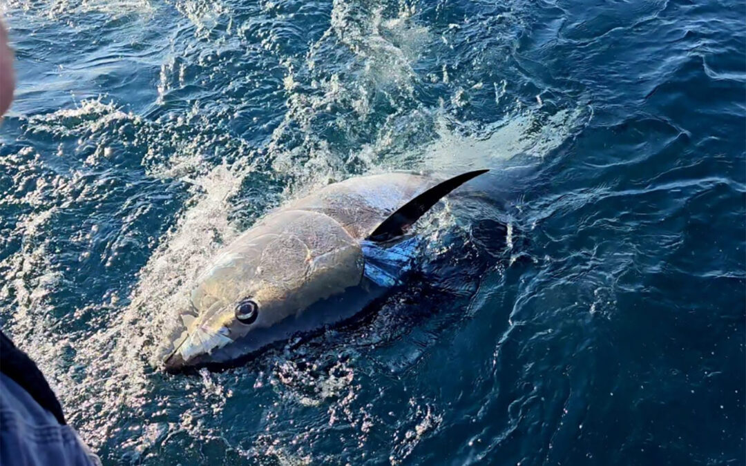 Tun fanget ved Gibraltar. Foto: Johnny Jensen