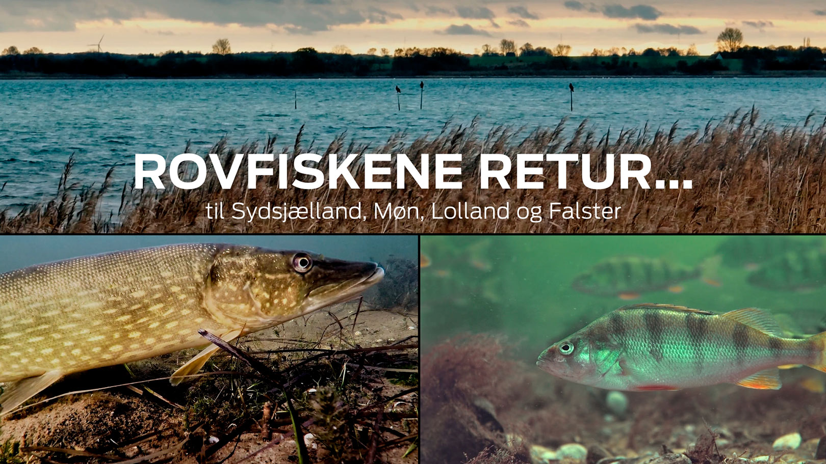 NY FILM – ROVFISKENE RETUR - Fisk & Fri
