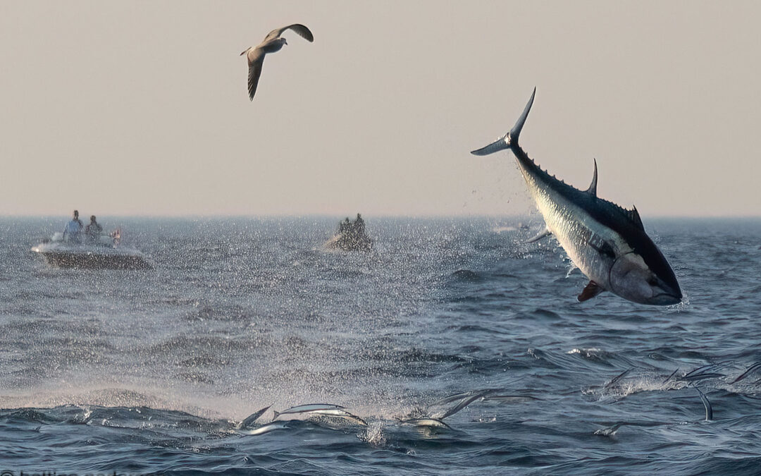 Springende tun i Øresund. Foto - Bettina Pedersen