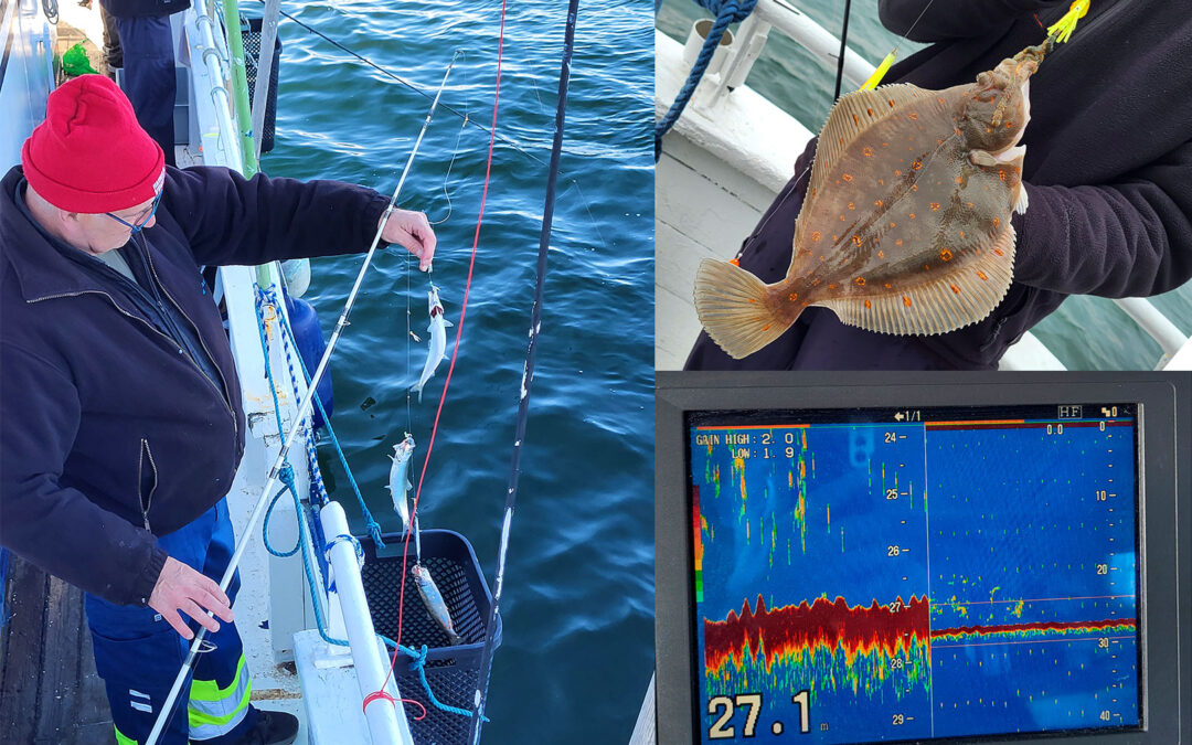 EFTER SILD OG FLADFISK MED M/S FORTUNA FRA HELSINGØR