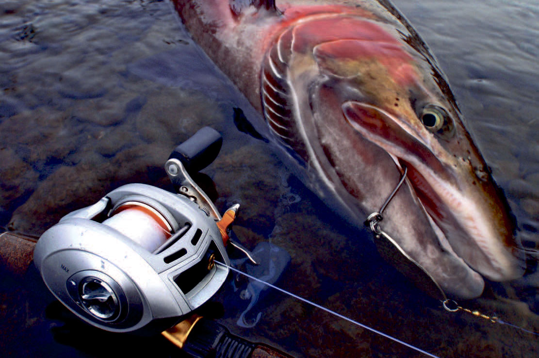 Resultatet af et heftigt fiskeri påen biflod til Skeena. – En stor gal 11,8 kilos steelhead smækkede mit sølvblink en på kassen, hvorefter jeg smækkede igen så det peb, fortæller Klaus. Hjulet – Revo STX er hans absolutte favorit, når det er rigtig koldt.