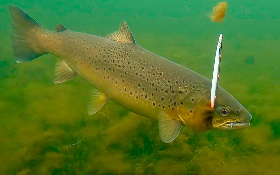 HAVØRRED: FINE FISK FRA FJORDEN