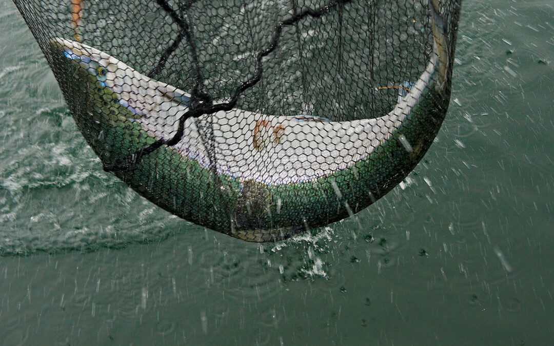 EU Kommissionen blev ikke eninge om et evt torske og laksetop i Østersøen. Forhandlingerne fortsætter imorgen.