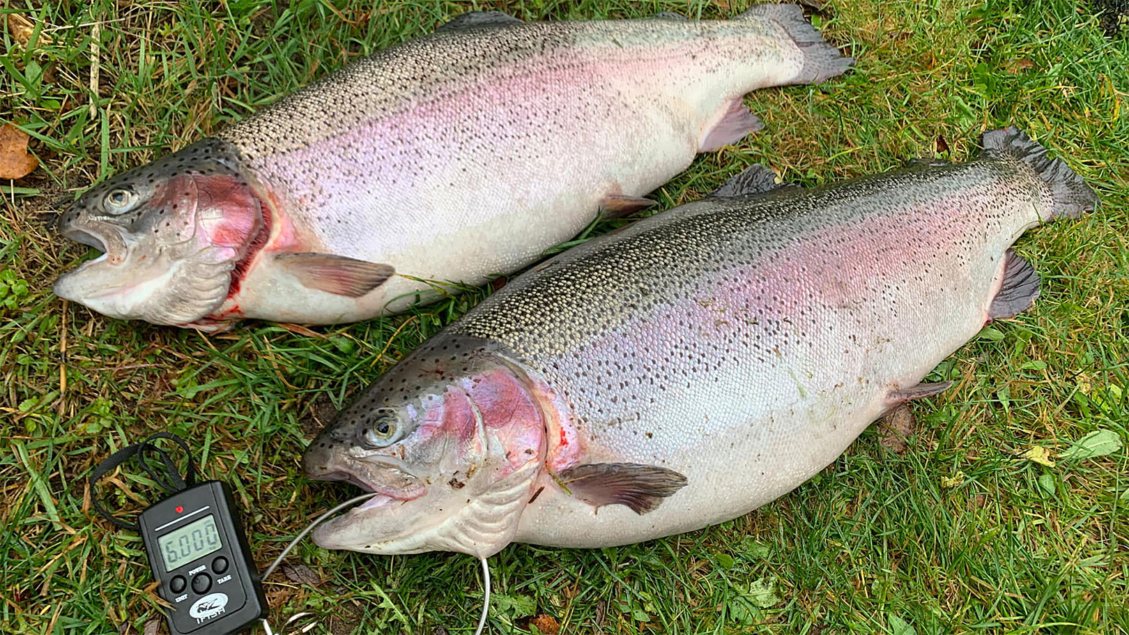 Det var toaf de rigtig gode regnbuer Anton Kornum fik i Ny Thorup Fiskepark forleden.