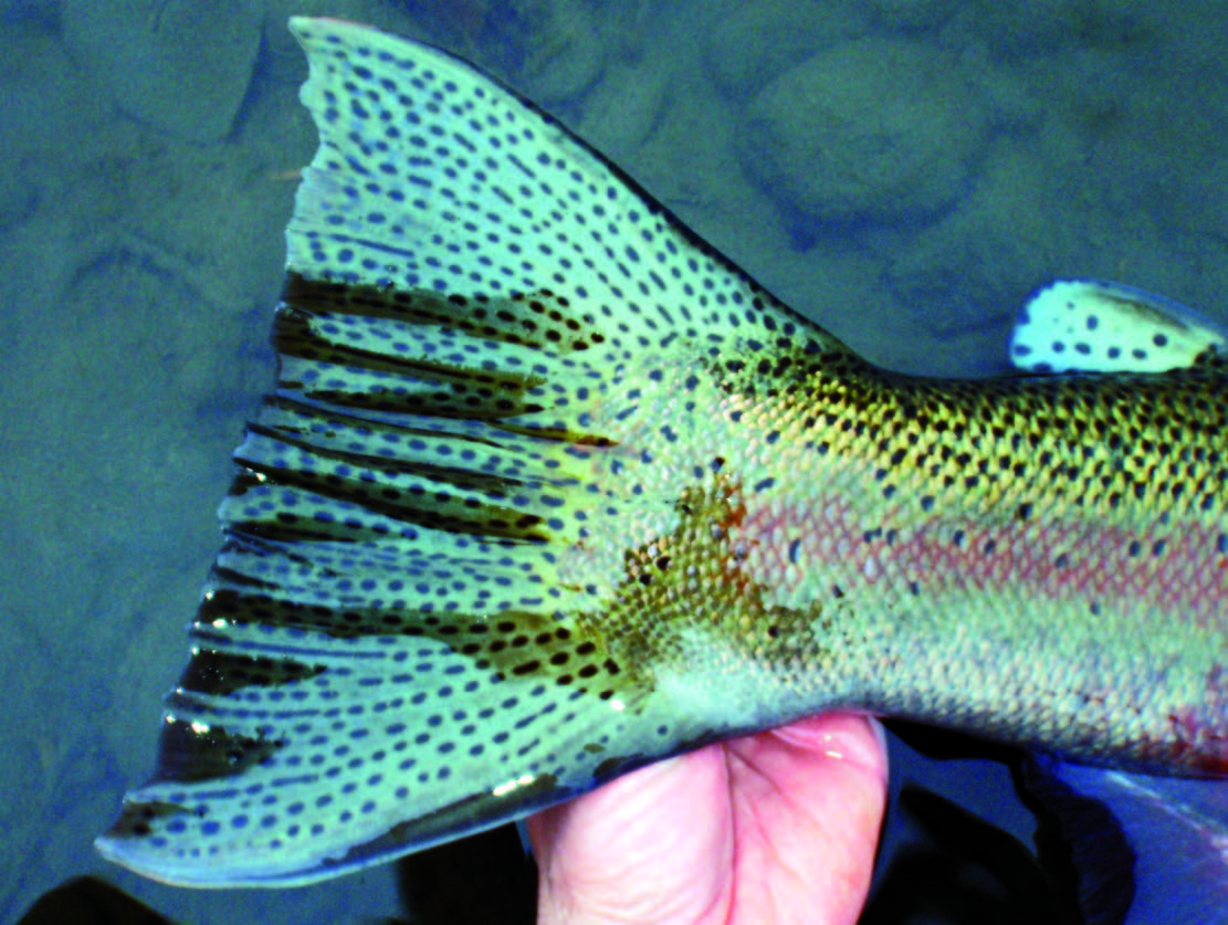 Alle vilde steelheads skalgenudsættes, og derfor er der ofte tale om en kort fotosession som her, hvor der kun var tid til at fotografere halen af en flot Kispiox hanfisk på cirka 12,5 kilo.