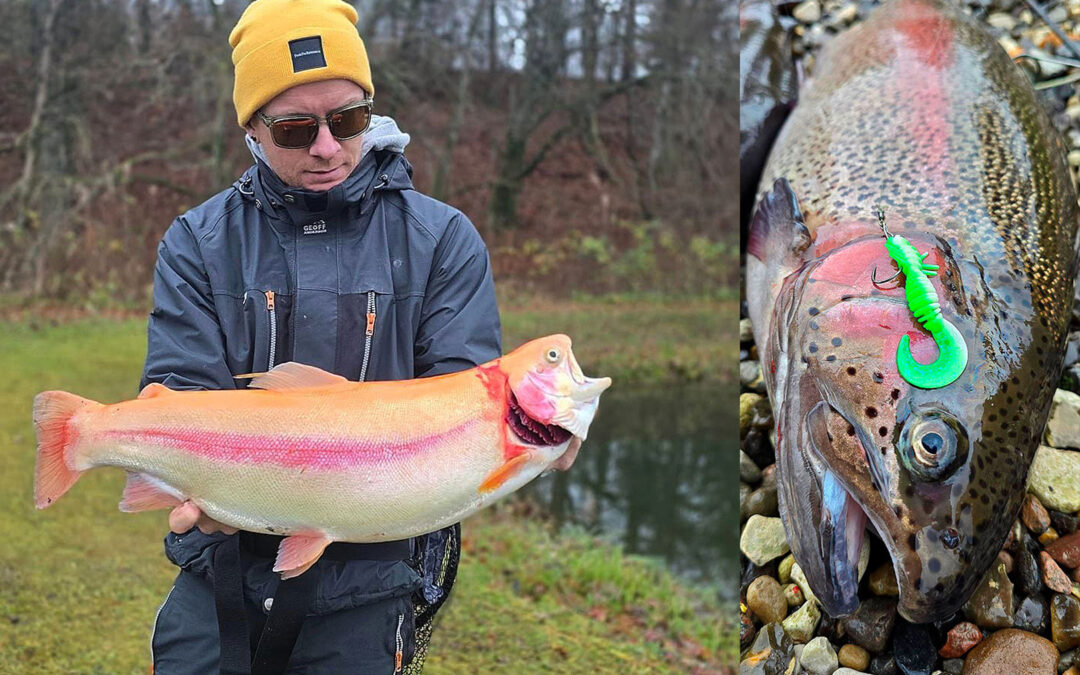 Dennis Folkersen med nogle af sine fine fisk på de nye Powerbaitdyr fra Berkley