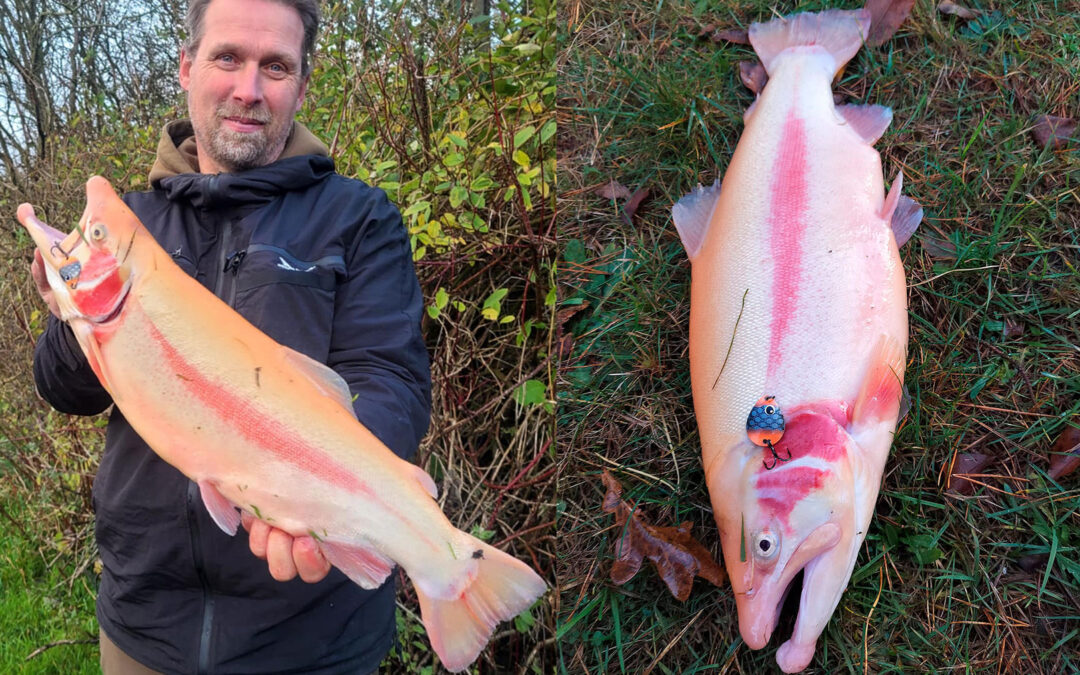 EN SMUK GULDØRRED FRA OXRIVER