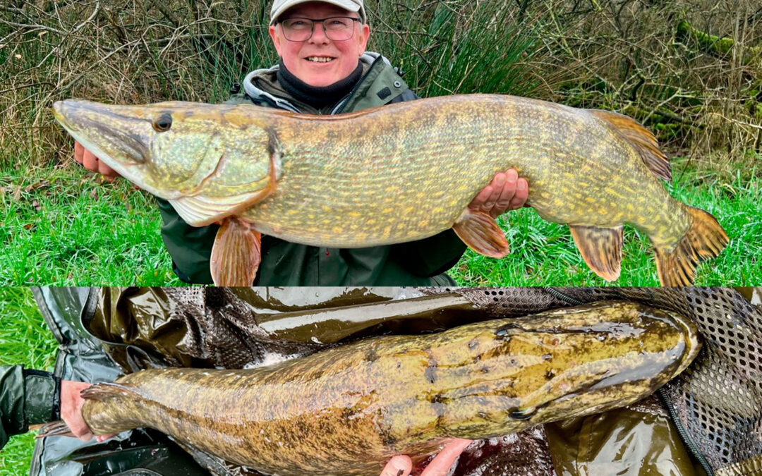 MASSIVE GEDDER FRA RØDEKRO FISKEPARK