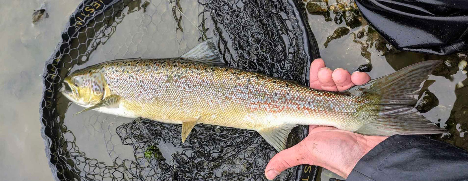 Jesper Leander Hendriksen tog på kysten i Kolding Fjord for at fiske havørred, men i stedet fangede han en laks.