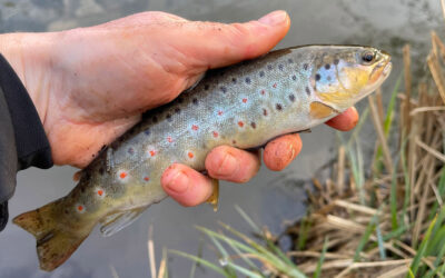 DTU AQUA SKAL I 2025 UNDERSØGE BL.A. RYÅ, SKJERNÅ OG VARDE Å