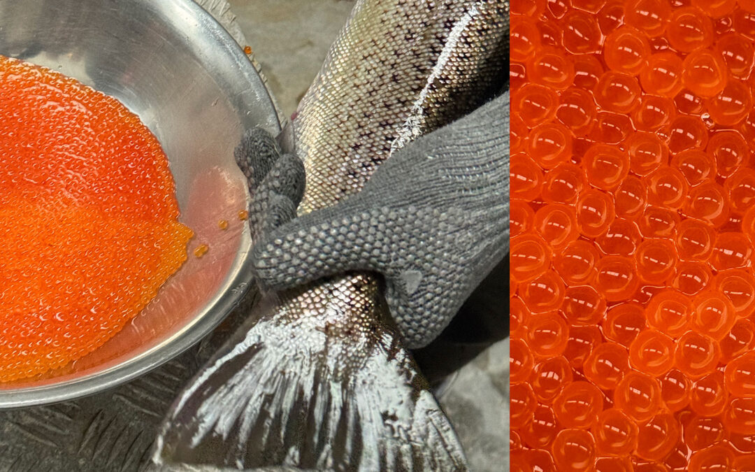 Fyns Laksefisk er reddet