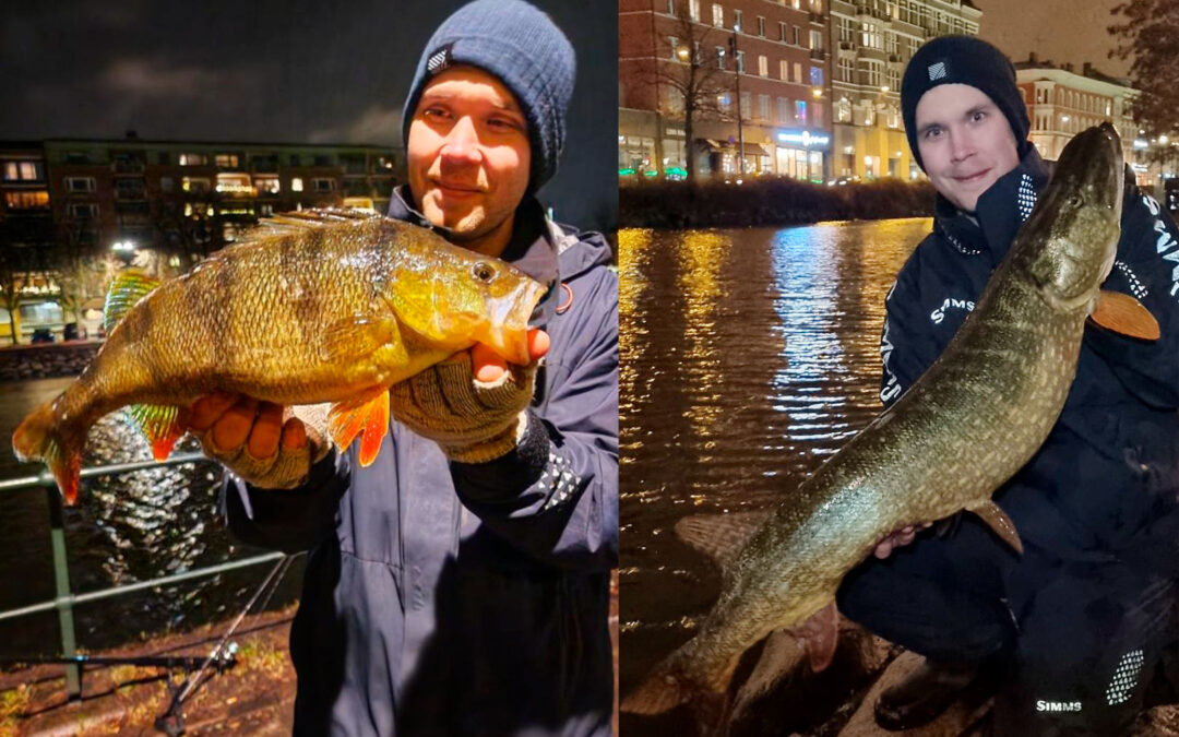 Niclas Hult fik både flotte gedder og aborrer på sin tur til Malmø Kanal