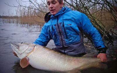 MONSTERHUG: 130 CM DANSK GEDDE FRA FLYDERING