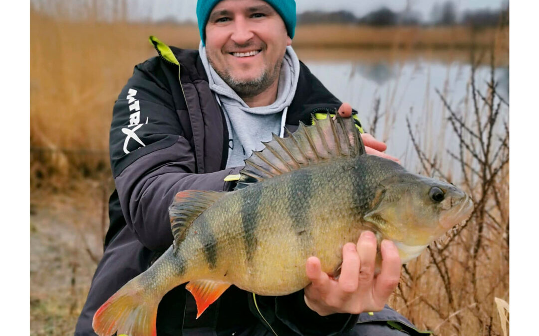 Flådfiskeri med levende fjordrejer har alle dage været en helt suveræn metode til at overliste store brakvandsaborrer – og ørred for den sags skyld. En af dem, der bruger metoden, er Lukasz Wojciechowski, som her forleden var ude og fange sig en seriøs aborre på den effektive teknik: - Det var lige blevet lyst klokken 8.30, da mit 10 grams wagglerflåd dykkede og signalerede et godt hug, fortæller han. – Sikkert på land fik jeg vejet den store aborre til 2,1 kilo og målt den til 50 cm. Det blev dagens eneste større fisk, slutter han. Det er så også til at leve med, når man har fået en fisk af den kaliber.