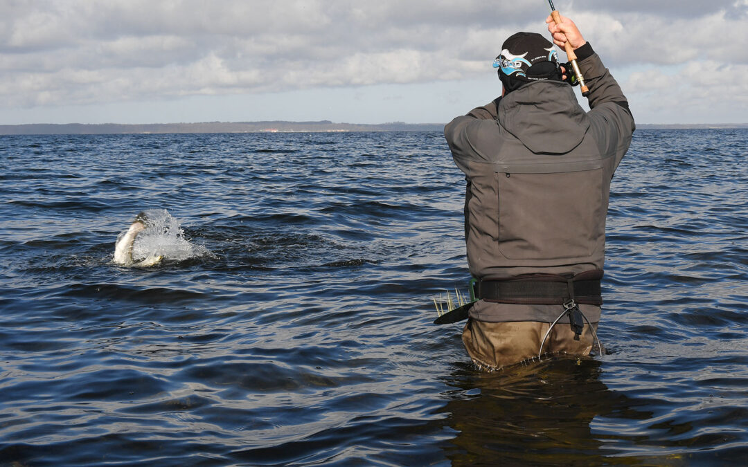 Kun en femtedel af lystfiskernes havørredfangster i Isefjorden er udsatte fisk.