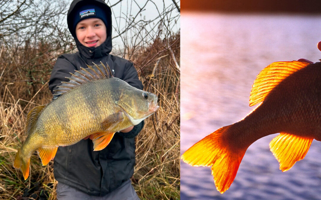 Mads Broch med sin flotte aborre, der huggede på en skalle