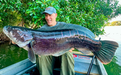 THAILAND: MEGA GOURAMI OG KÆMPE SNAKEHEADS