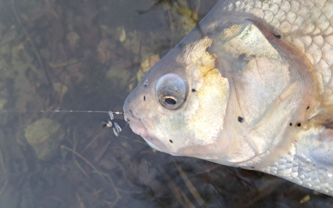 Brasen på zig rig