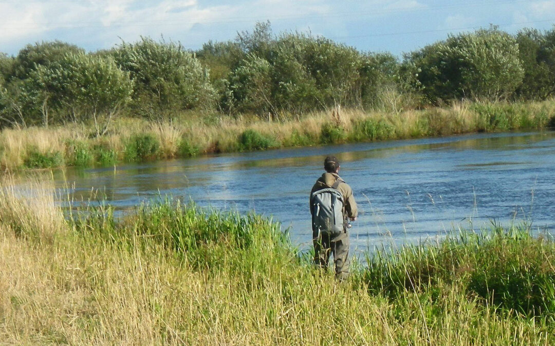 I 2025 er der stop for al hjemtagning af laks i Skjern Å