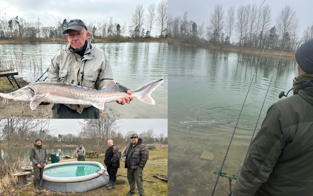 Store flyttedag af stør i Roskilde Fiskeland