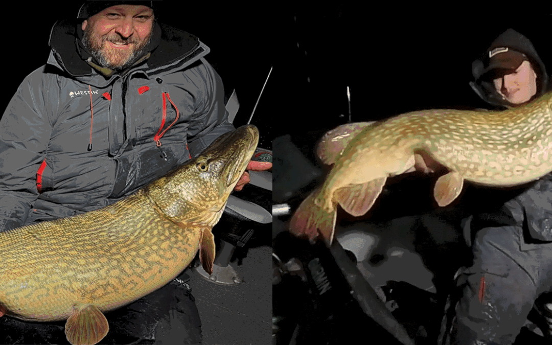 Casper og Rasmus Christensen med deres to kæmpegedder fra Holland