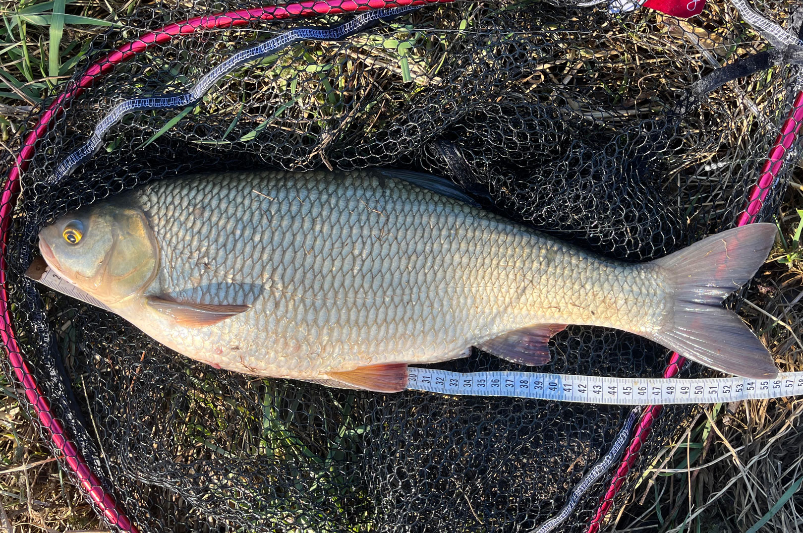En flot rimte til Henning Trier på 2,5 kilo, der blev fanget forleden.