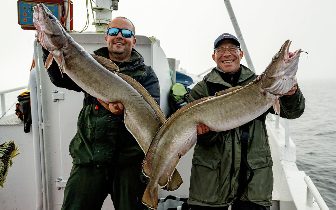 På iFish Travels ture til Norge er der god mulighed for at fange flotte langer som disse.