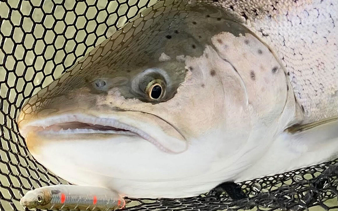 Michael Sand Jensens havørred fra Sydsjælland huggede på en Loose Scales Sandeel i farven Ghost.