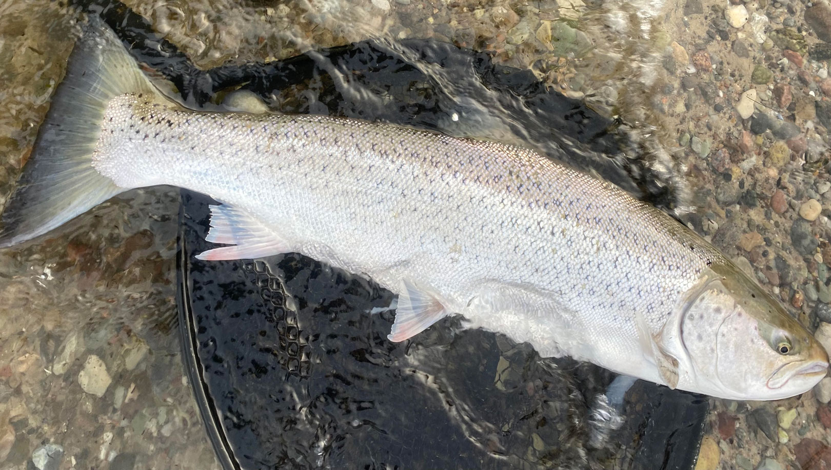 Michael Sand Jensens havørred fra Sydsjælland huggede på en Loose Scales Sandeel i farven Ghost.