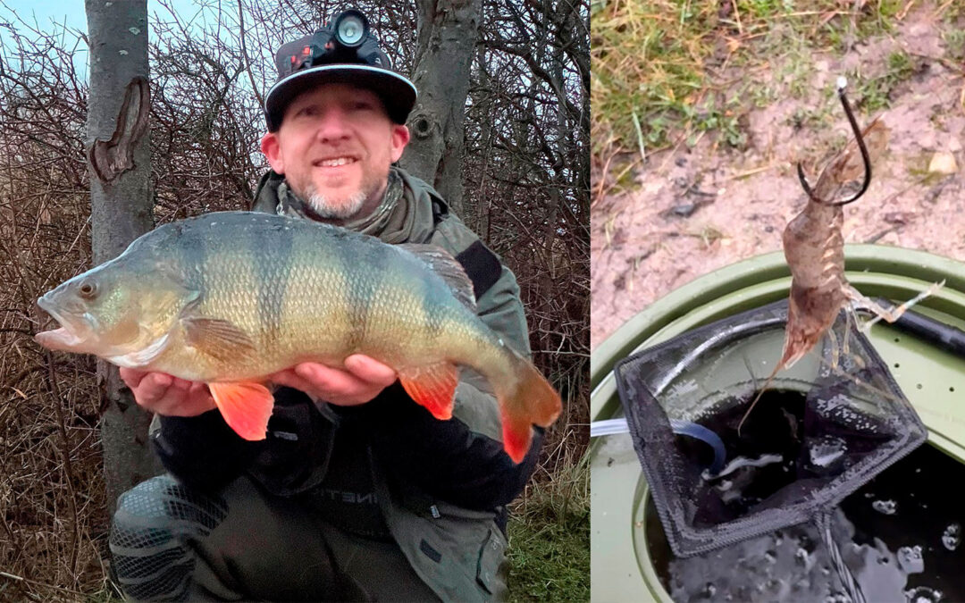 Morten Lundsteen med en af sine flotte aborrer taget på levende fjordrejer.
