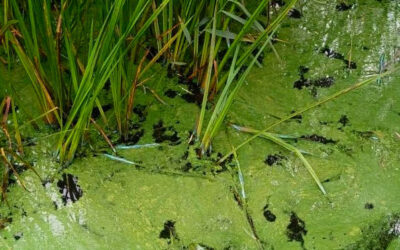 STOP FORURENINGEN AF SJÆLSØ