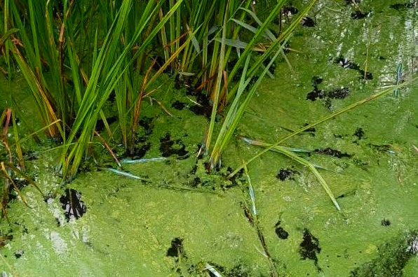 Stop forureningen af Sjælsø i Rudersdal Kommune