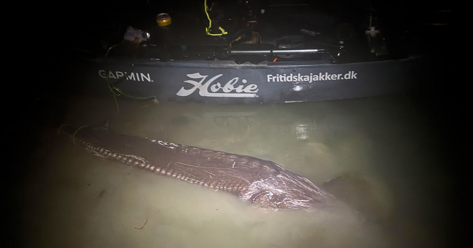 Som du sikkert kan fornemme var den store stør dn kende uhandy at fotogtafere alene i mosekonebryg klokken mange om natten. Det var dog intet problem at fange så stor en fisk fra Hobien, der er super stabil.