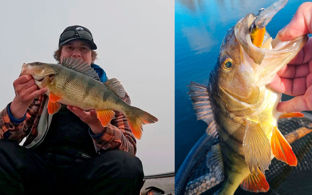 Et par flotte aborrer til Emil Hjorth Jørgensen fras Savage Future