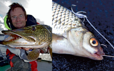 GEDDEFISKERI: KROG BEDRE MED TWINEX MOVING HOOK RIGS