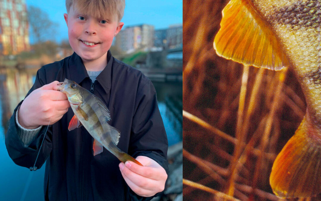 Marley Aaby med sin fine aborre fra Silkeborg