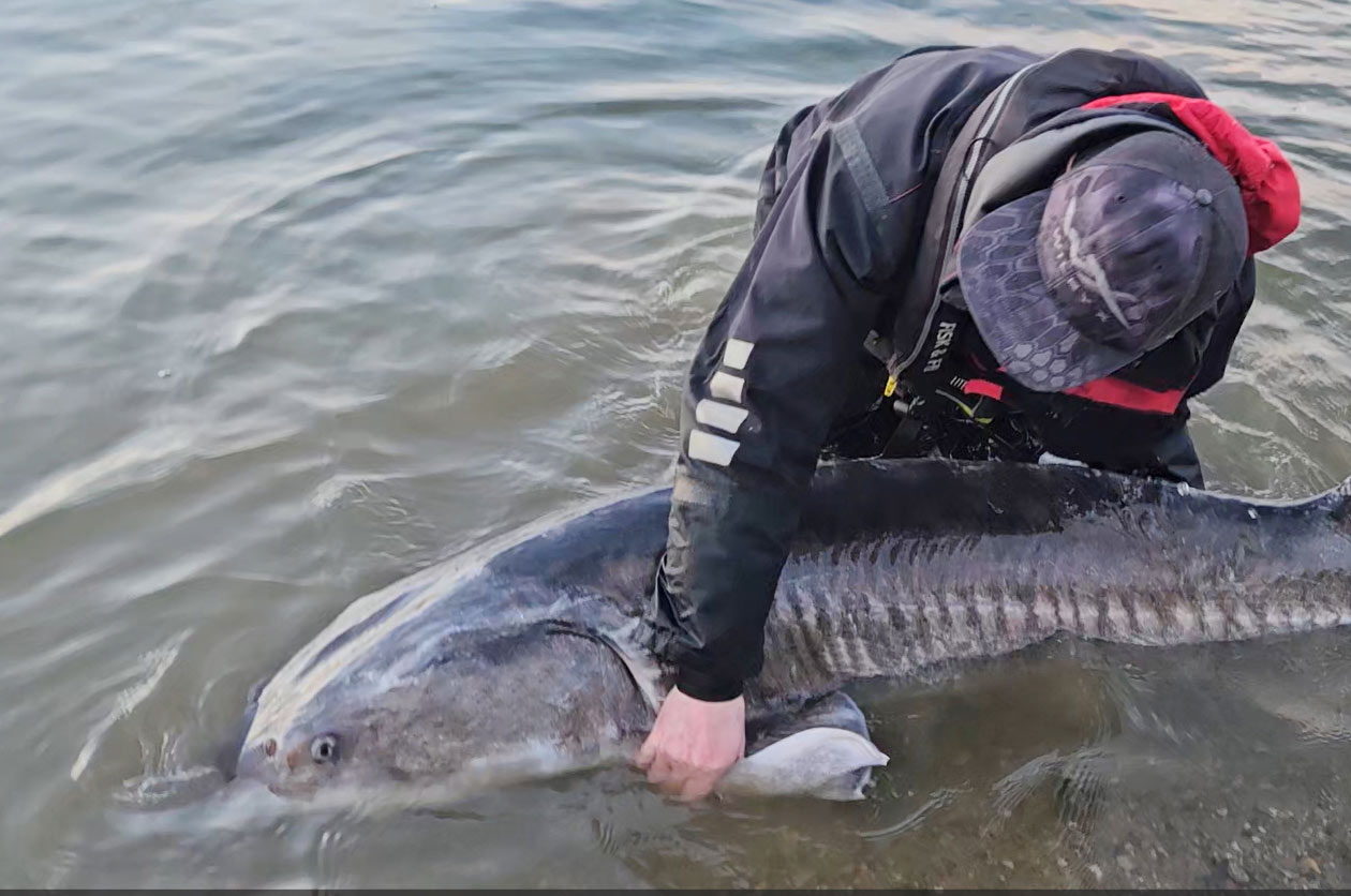 Når en fisk som denne beluga på næsten 70 kilo tager din agn på kort line - så kan du roligt regne med nærmest at få flået stangen ud af hånden og blive revet rundt i flyderingen - rodeo for lystfiskere....